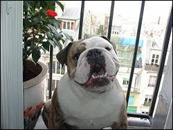 Quelle est la race de ce chien  ?