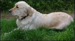 La race de ce chien ... ?