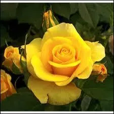 Quel ancien vainqueur du tour a donn son nom  une rose jaune ?