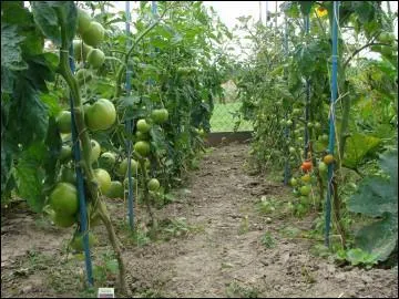 Qui, dans son album 'Cante el Nord' sorti en 1992 chantait 'Les tomates' et disait : I mingeot des tomates Des tomates, des tomates Et ch'pauv' garchon I savot bien qu'i tot marqu par le destin ?