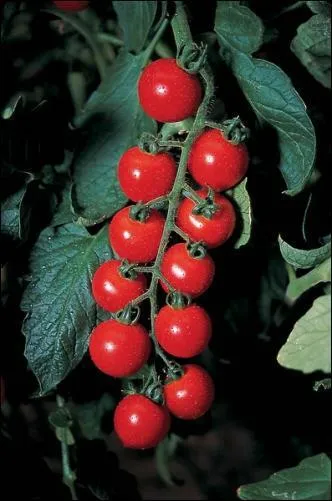 Elle se consomme crue, en apritif ou en salade et une de ses varits les plus rputes est la Santorini, du nom de l'le grecque o elle est cultive. C'est la tomate :