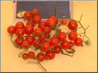 Varit de trs petite tomate , plus parfume et sucre que la tomate cerise, c'est sur une plante pouvant atteindre 1m50 de haut que vous pouvez la rcolter. C'est la tomate ...