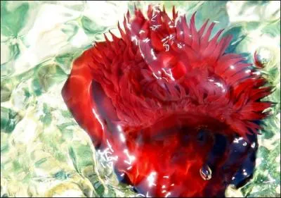 Trs courante en Mditerrane l'actinie rouge est une anmone de mer galement appele 'tomate de mer'. A quelle particularit doit-elle ce nom ?