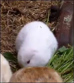 Le 8 juin 2011, une dpche provenant du Japon annonait qu'un petit lapin blanc tait n avec une particularit. Laquelle ?