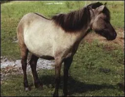 Comment s'appelle la marque sur le dos de ce cheval ?