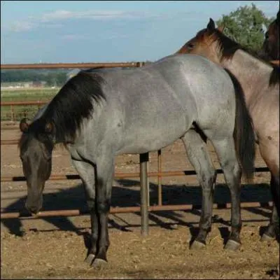 Comment se nomme un cheval ayant la tte plus fonce que le reste du corps ?