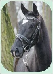 Comment s'appelle la marque sur la tte de ce cheval ?