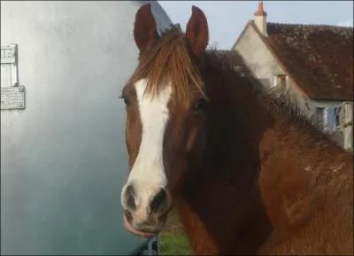 Comment se nomment les marques sur la tte de ce cheval ?