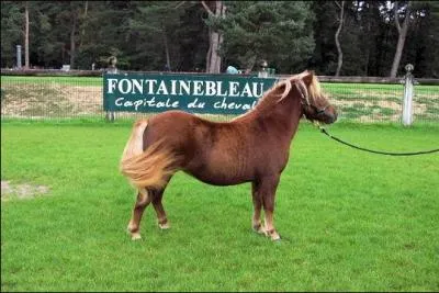 Ce poney est de race ...