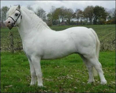 Quelle est la race de ce poney ?