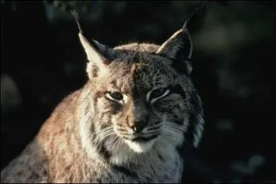 Quel est cet animal ?