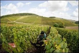 Dans la tradition viticole qu'appelle-t-on le terroir ?