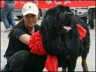 Quel est le prix en dollards de ce dogue du Tibet acquis par une millionnaire chinoise ?
