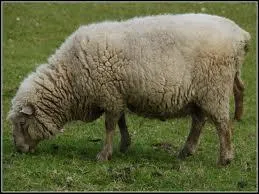 Quel est cet animal qui produit de la laine ?