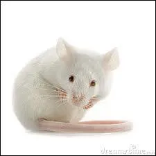 Quel est cet animal 'qui courait dans l'herbe' ?