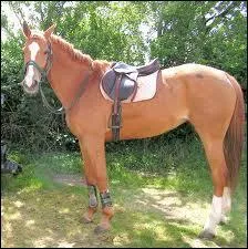 Quel est cet animal sur lequel on monte et qui hennit ?