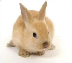 Quel est cet animal aux grandes oreilles ?