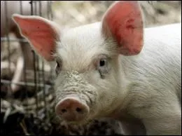 Quel est cet animal qui sent mauvais ?