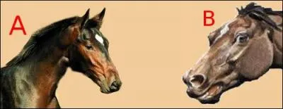 Lequel de ces chevaux se laissera le plus facilement aborder ?