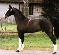 Le cheval anglais a-t-il une protection sur la queue (photo) ?