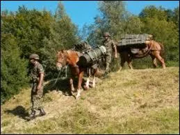 Les chevaux qui sont dans l'arme, se ressemblent-ils tous (photo) ?