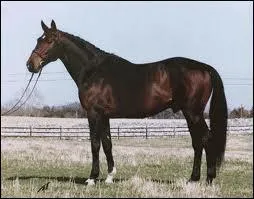 Est-ce que le cheval peut penser  beaucoup de choses en mme temps ?