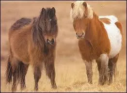 Lequel de ces deux quids boit le plus de lait ?