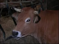 De quelle race est cette vache ?