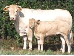 Quelle est la race de cette vache avec son veau ?