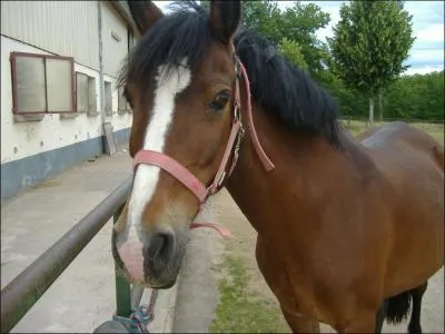 Quelle est la couleur de la robe de cette ponette ?