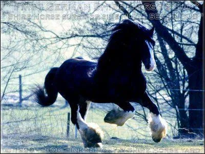 A quelle allure va ce cheval ?