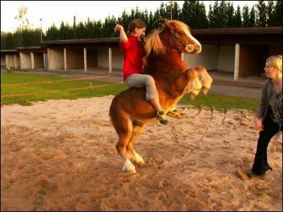 Quelle figure de dressage est ralis par ce poney shetland ?