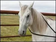 Quel est ce cheval ?