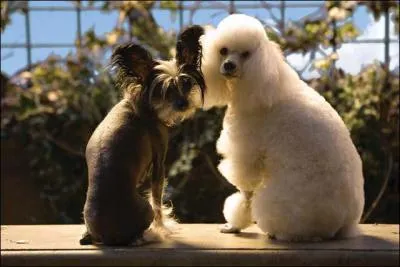 Qui est l'actrice principale de Palace pour chiens ?