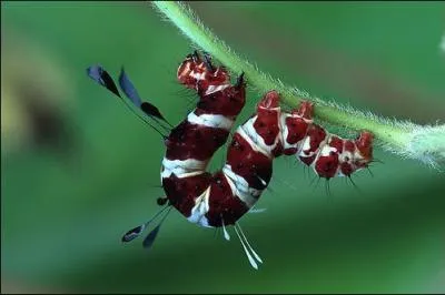 En quoi, Hra a transform Io, l'amoureuse de Zeus ?