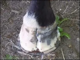 Quel est le nom donn  une fente dans le sabot ?