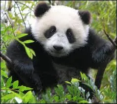 De quel pays suis-je originaire ?