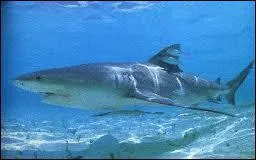 Ce requin s'appelle ...