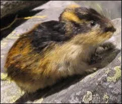 Ce petit rongeur est un ...