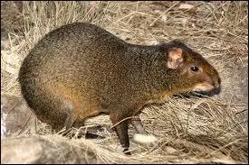 Cet animal est un ...