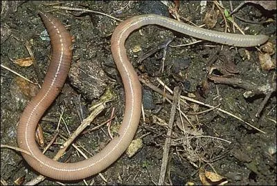 Le ver de terre avale trs frquemment de la terre.