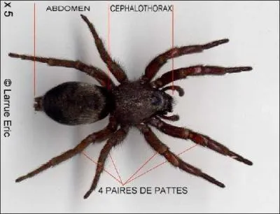 Certaines araignes femelles sont 1000 fois plus grosse que le mle.