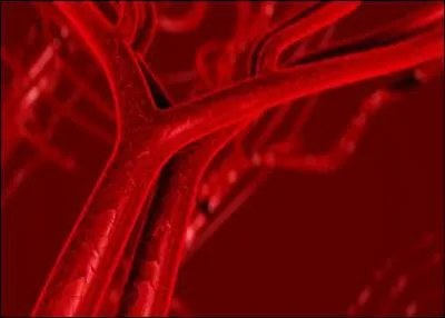 Dans les veines, la circulation du sang peut changer de sens.