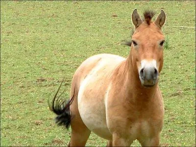 Quel est cet animal ?