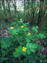 Quelle est cette plante aux multiples vertues mdicinales , appelle 'herbe aux verrues' ?