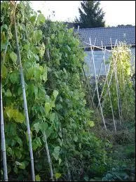 Comment est appelle cette espce de Haricot ?