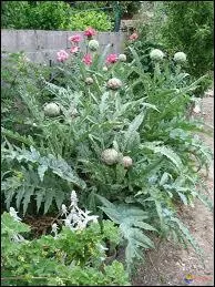 On considre l'artichaut comme un... .