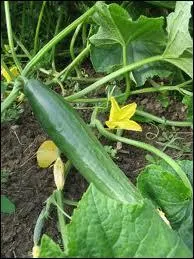 Le cornichon, le concombre et la courgette sont de la mme famille. Laquelle ?