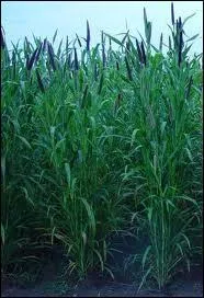 Laquelle de ces plantes n'est pas un engrais vert ?