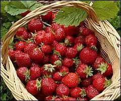 Combien dnombre-t-on de varits de fraises  ce jour ?